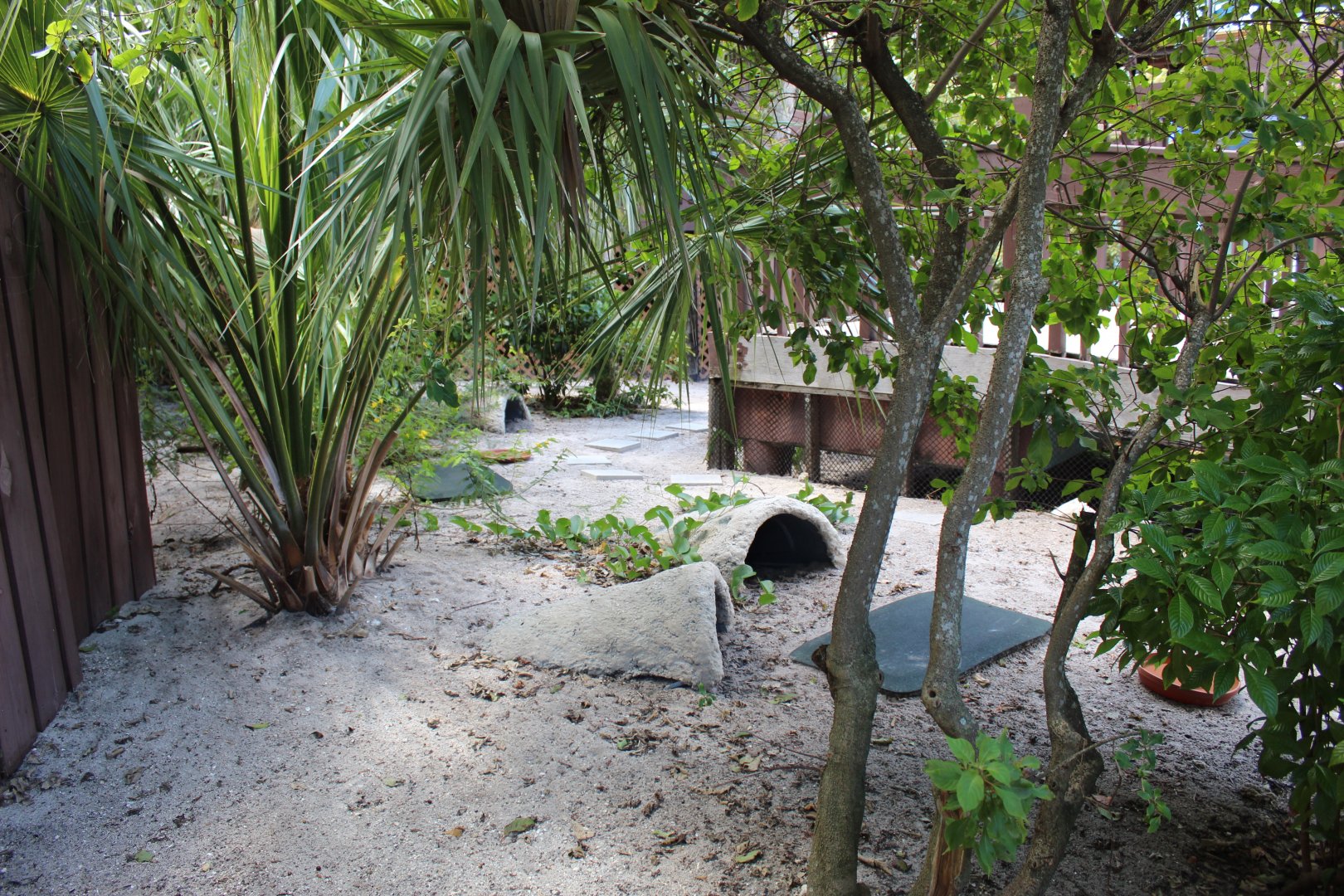Gopher Tortoise Exhibit