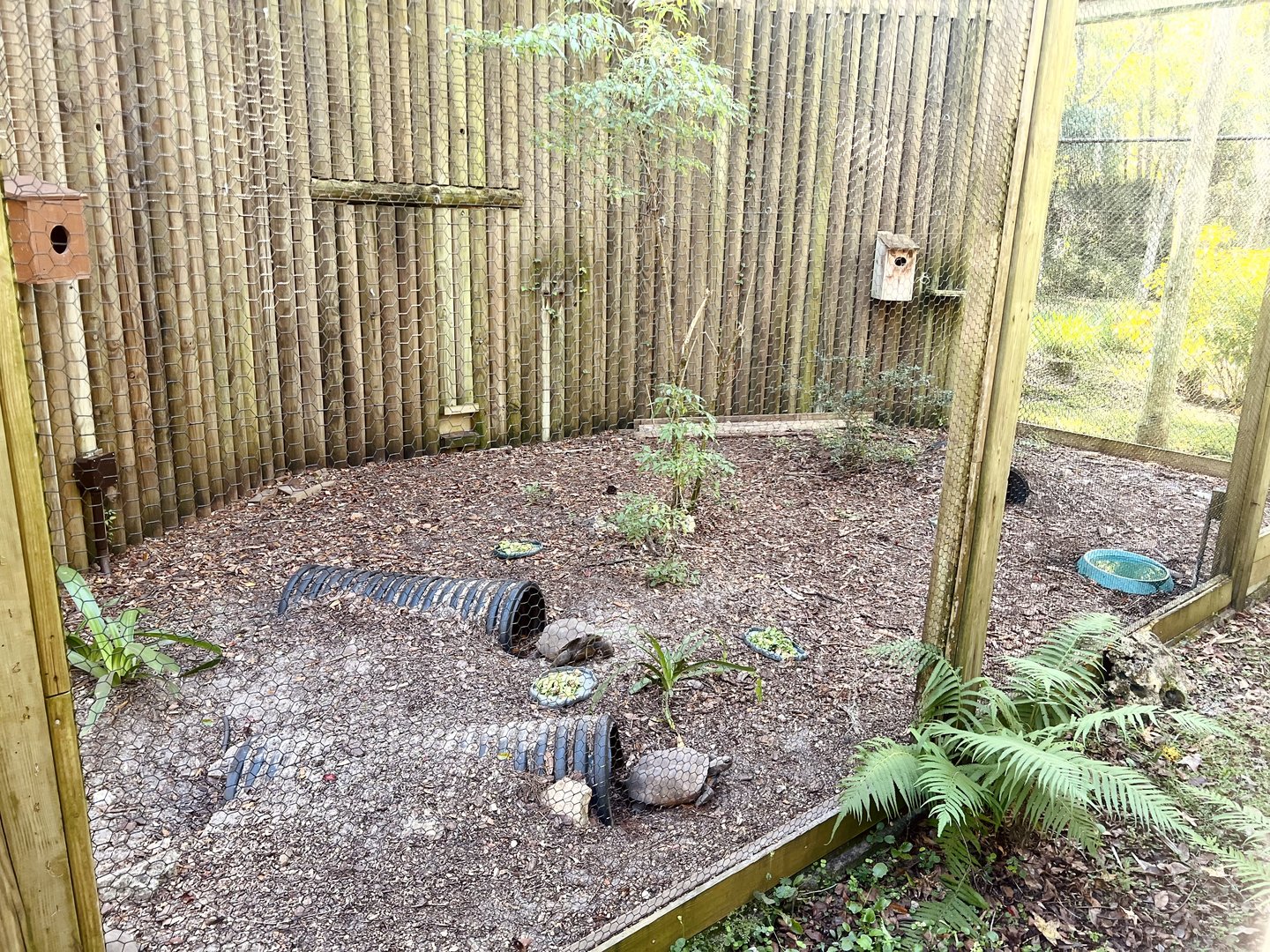 Gopher Tortoise Exhibit