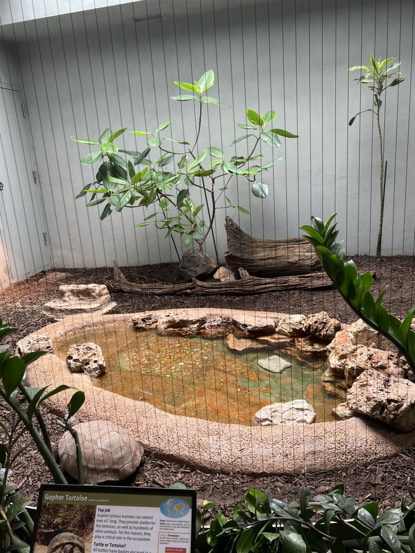 Gopher Tortoise Exhibit