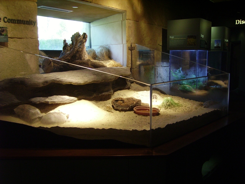 Gopher Tortoise - Flint River Gallery