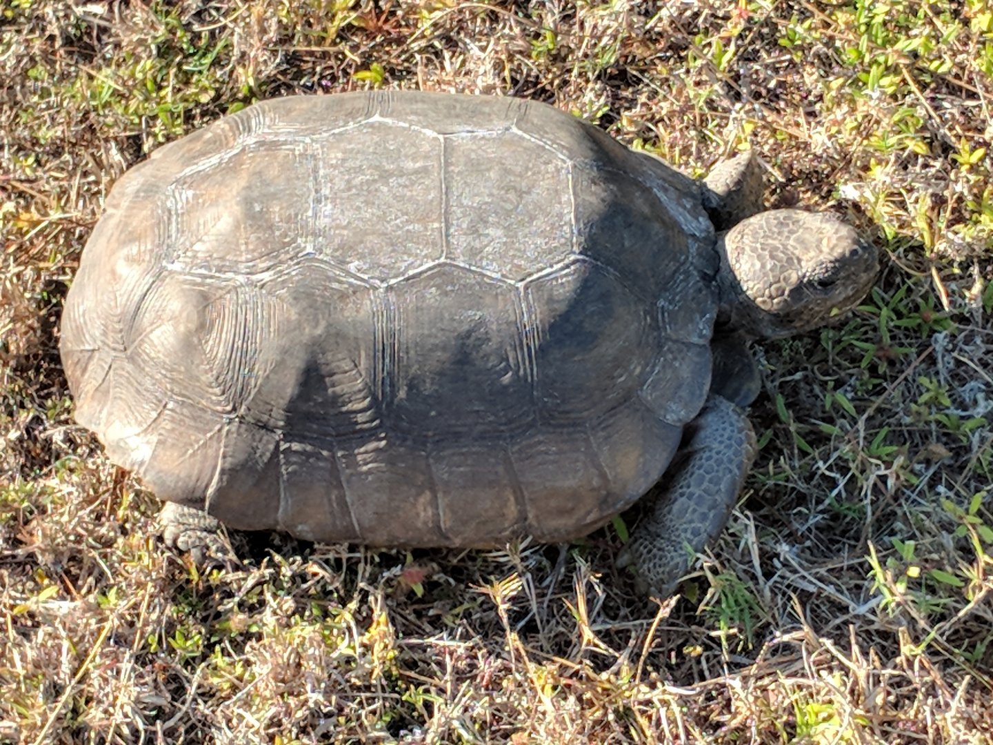 Gopher tortoise (Gopherus polyphemus)