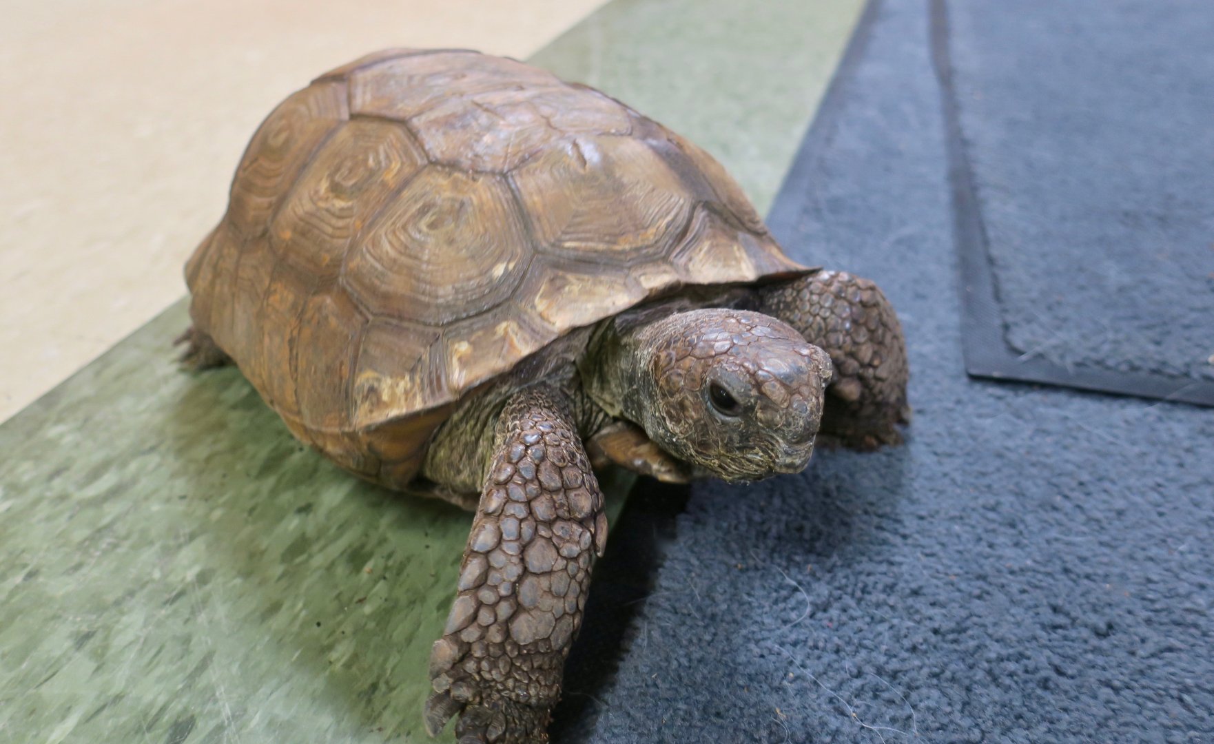 Gopher Tortoise (Gopherus polyphemus)