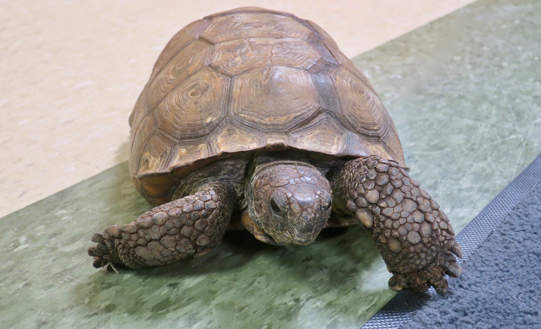 Gopher Tortoise (Gopherus polyphemus)