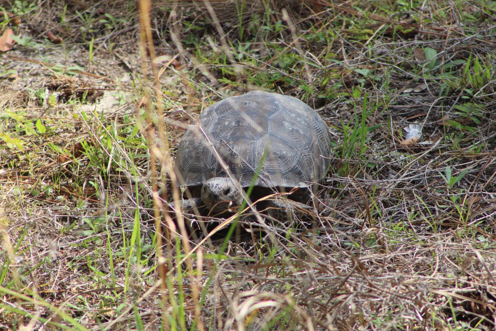 Gopher Tortoise (Gopherus polyphemus)