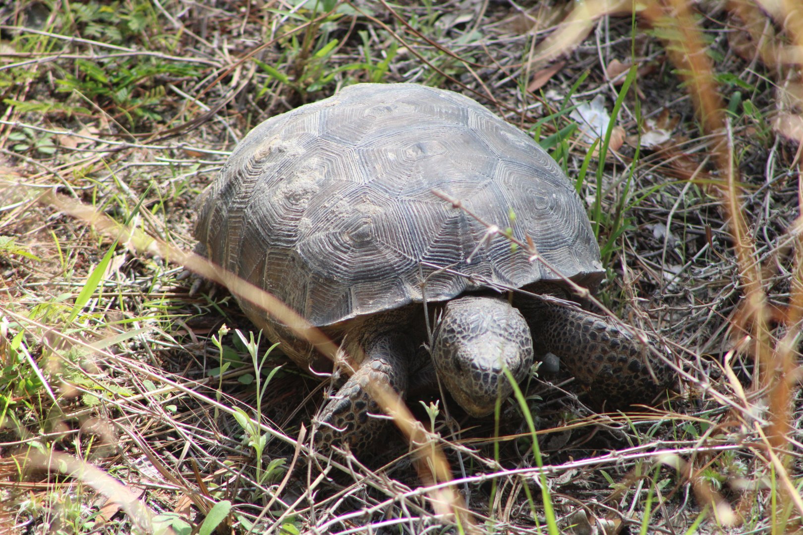 Gopher Tortoise (Gopherus polyphemus)