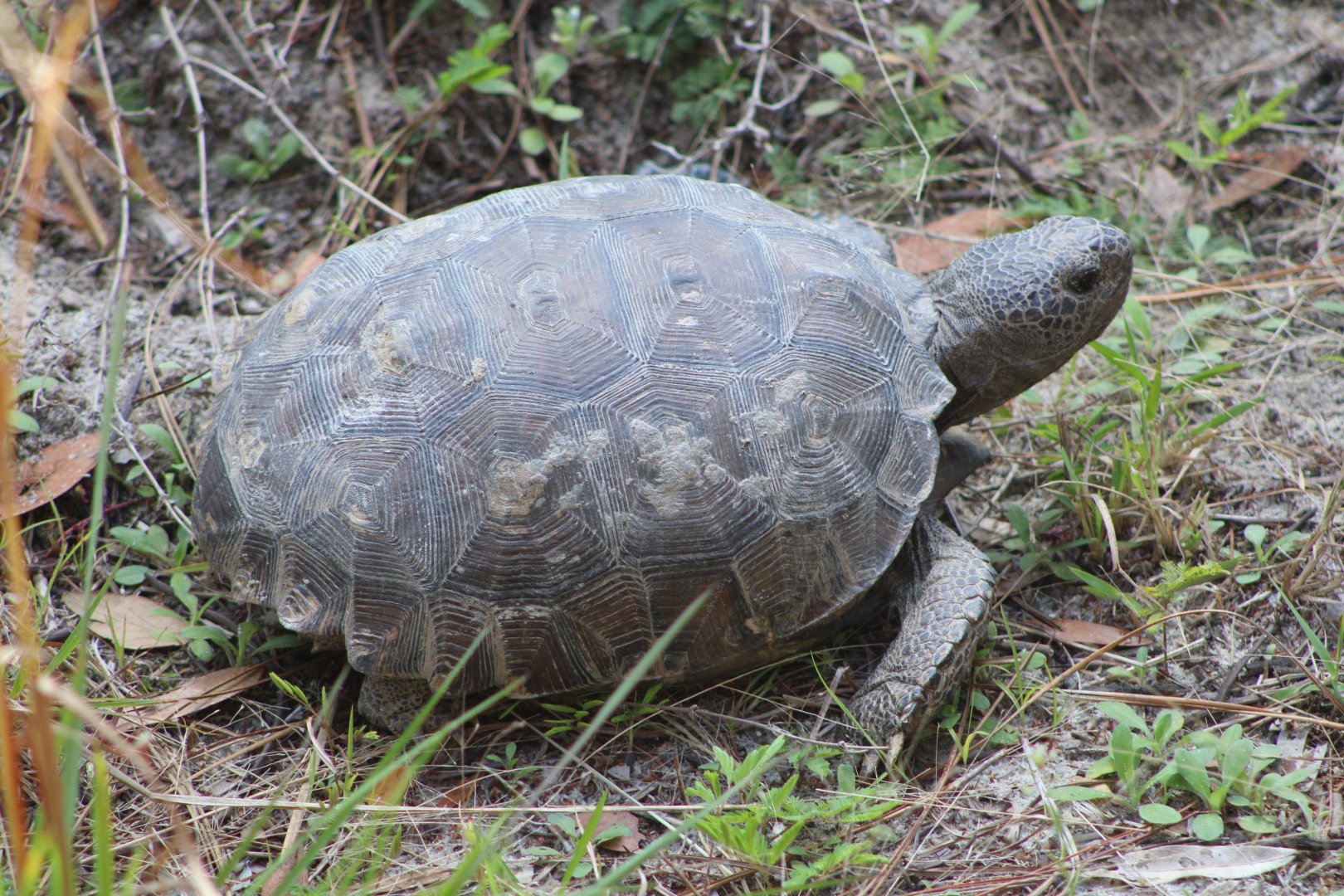 Gopher Tortoise (Gopherus polyphemus)