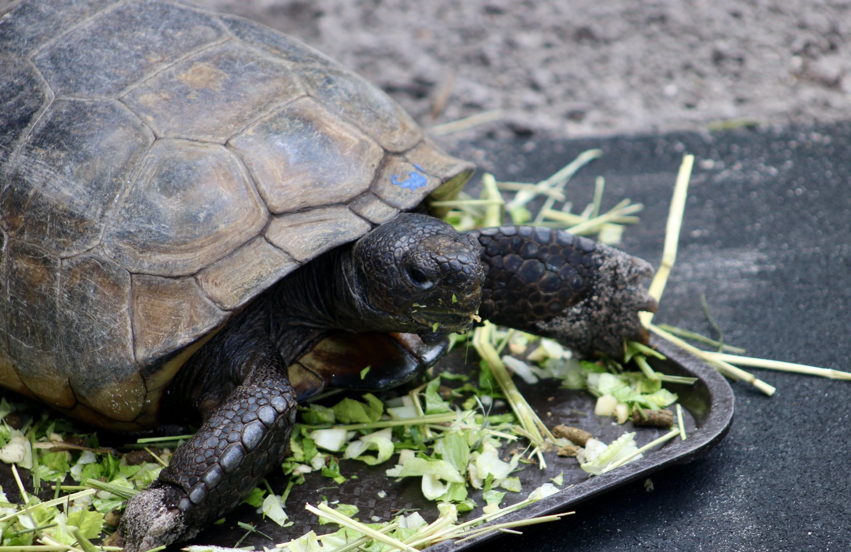 Gopher Tortoise (Gopherus polyphemus)