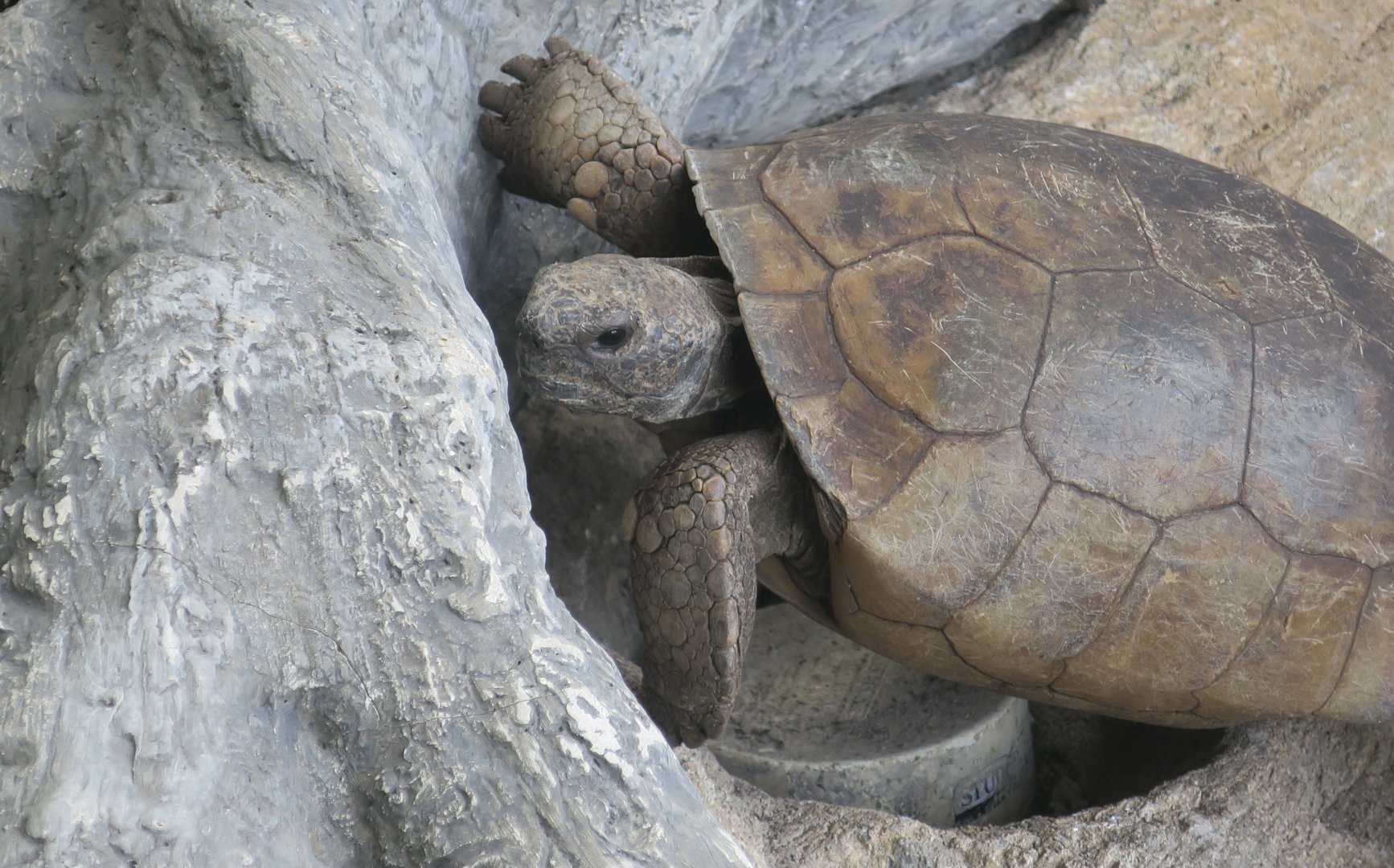 Gopher Tortoise (Gopherus polyphemus)