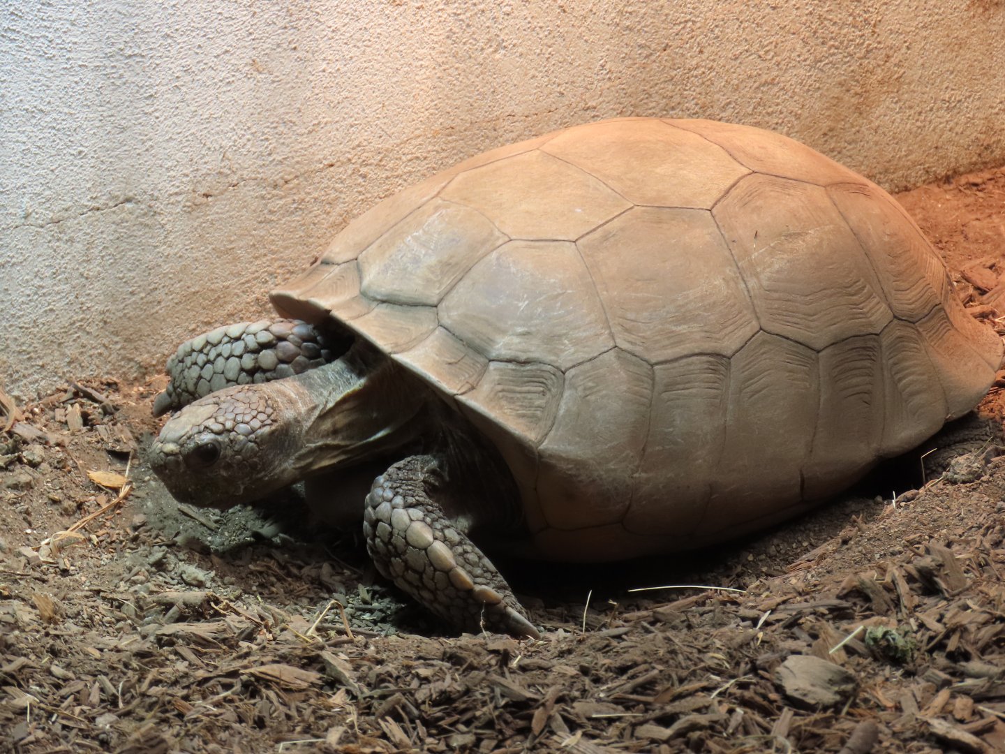 Gopher Tortoise (Gopherus polyphemus)
