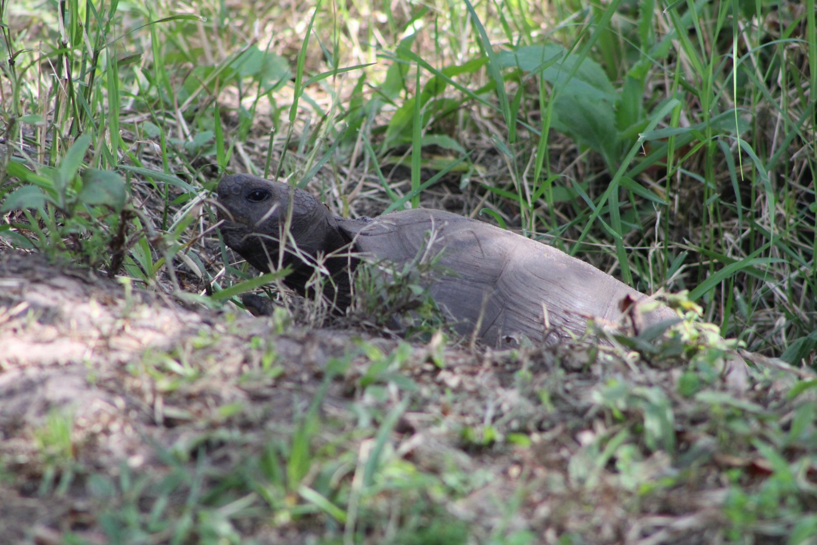 Gopher Tortoise (Gopherus polyphemus)