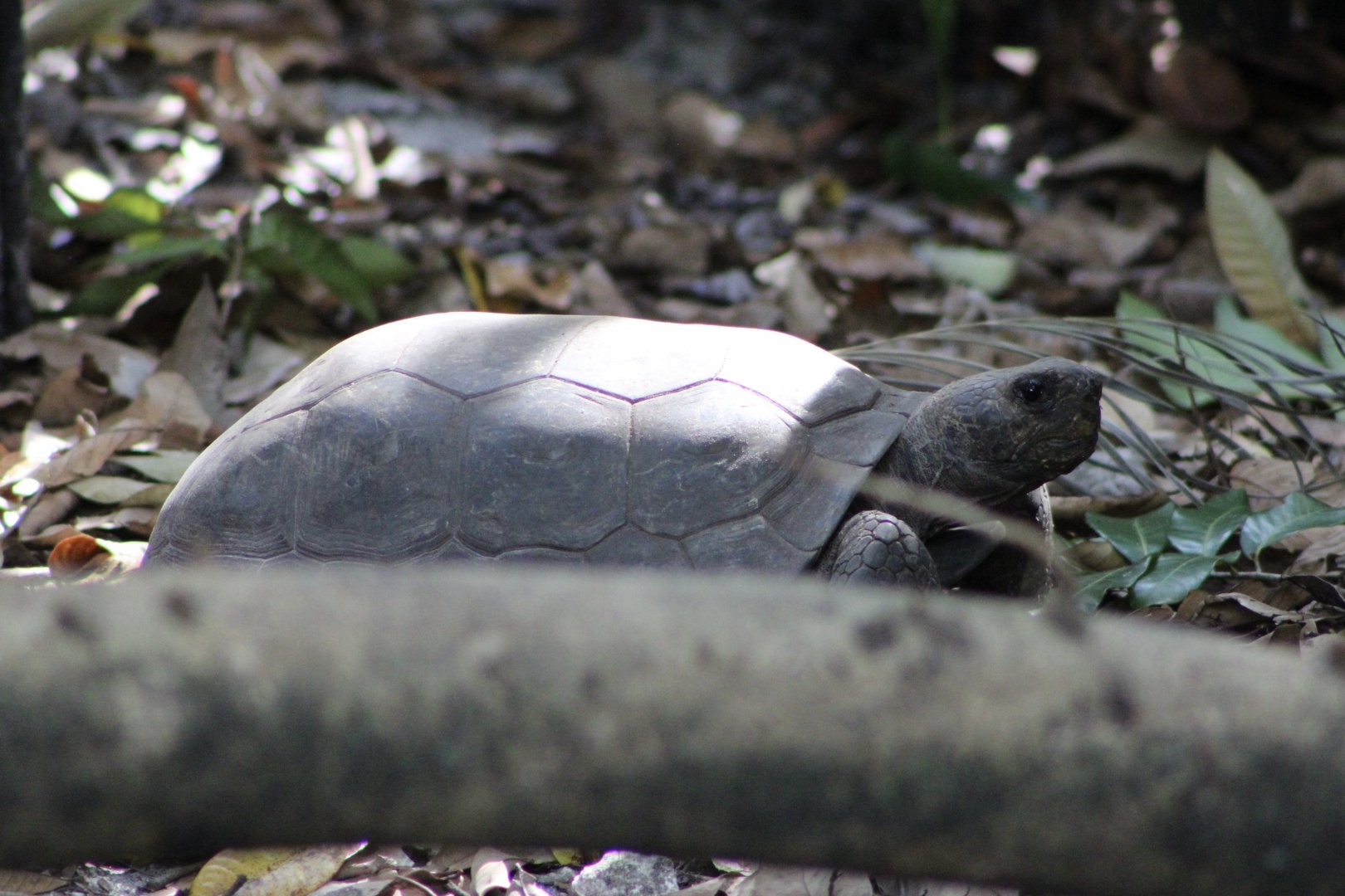 Gopher Tortoise (Gopherus polyphemus)