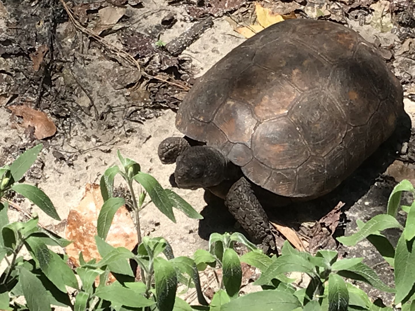 Gopher tortoise (Izzy)