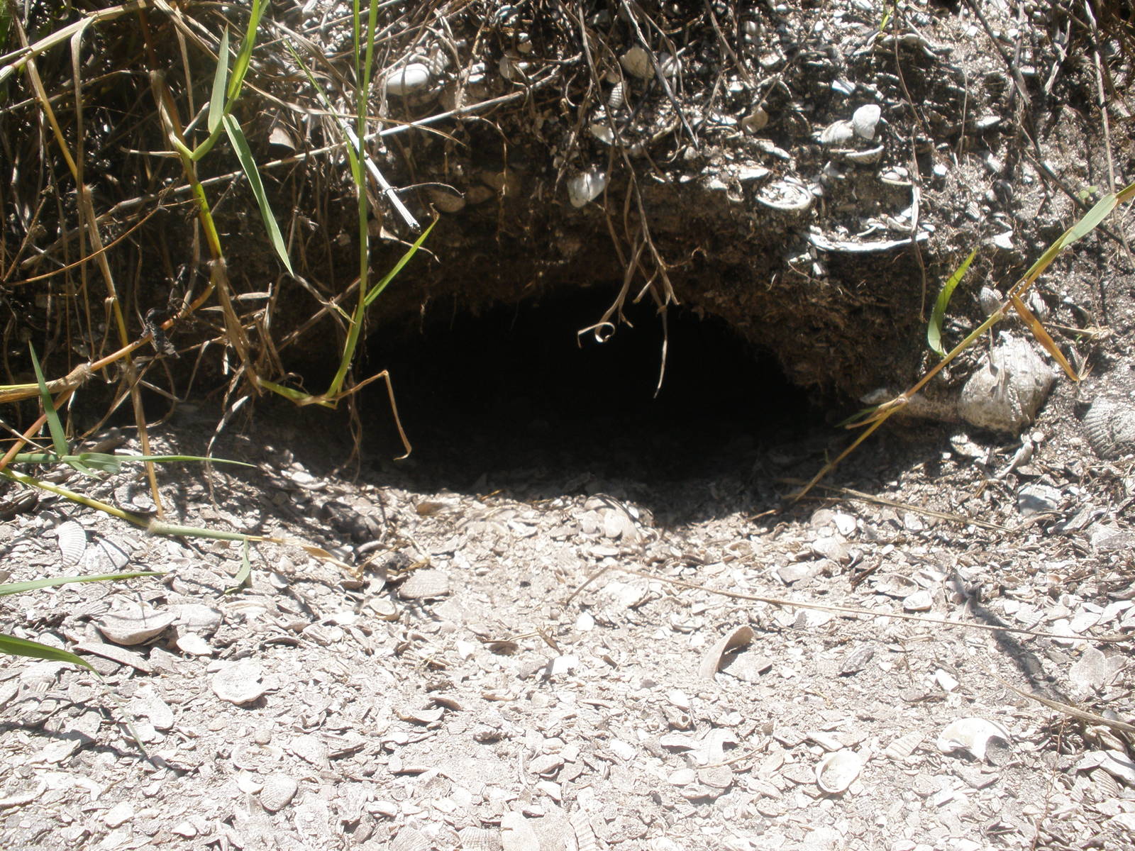 Gopher Tortoise Nest, Sanibel Island FL 2012