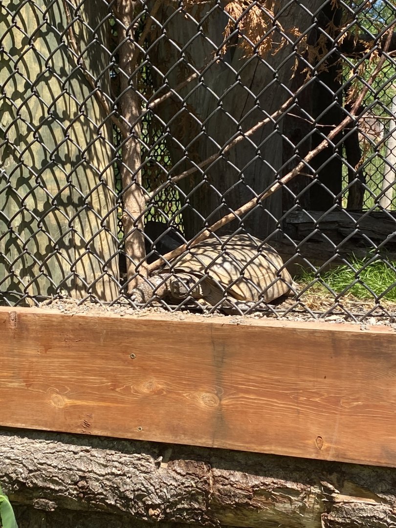 Gopher tortoise resting