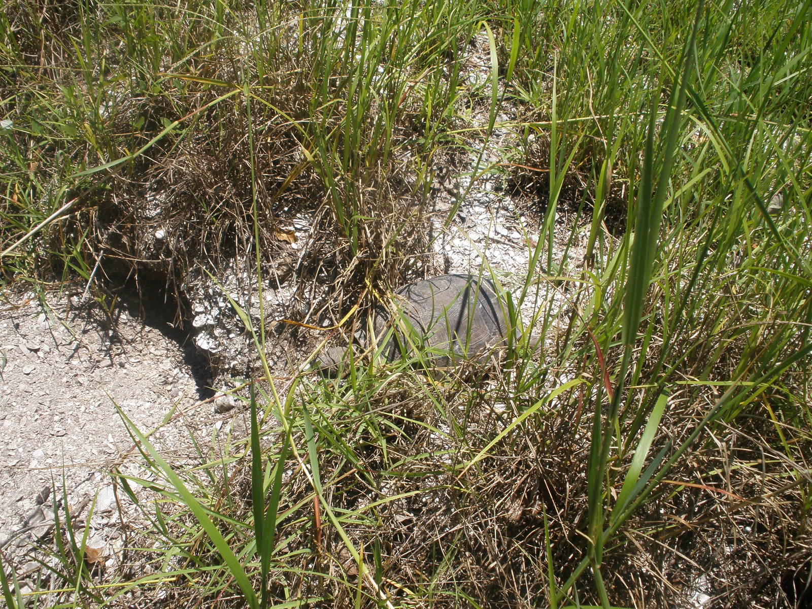 Gopher Tortoise, Sanibel Island FL 2012