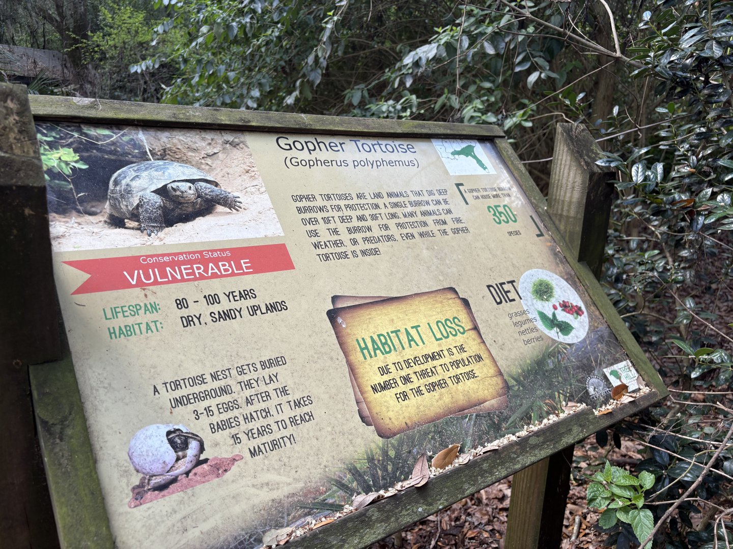 Gopher Tortoise sign