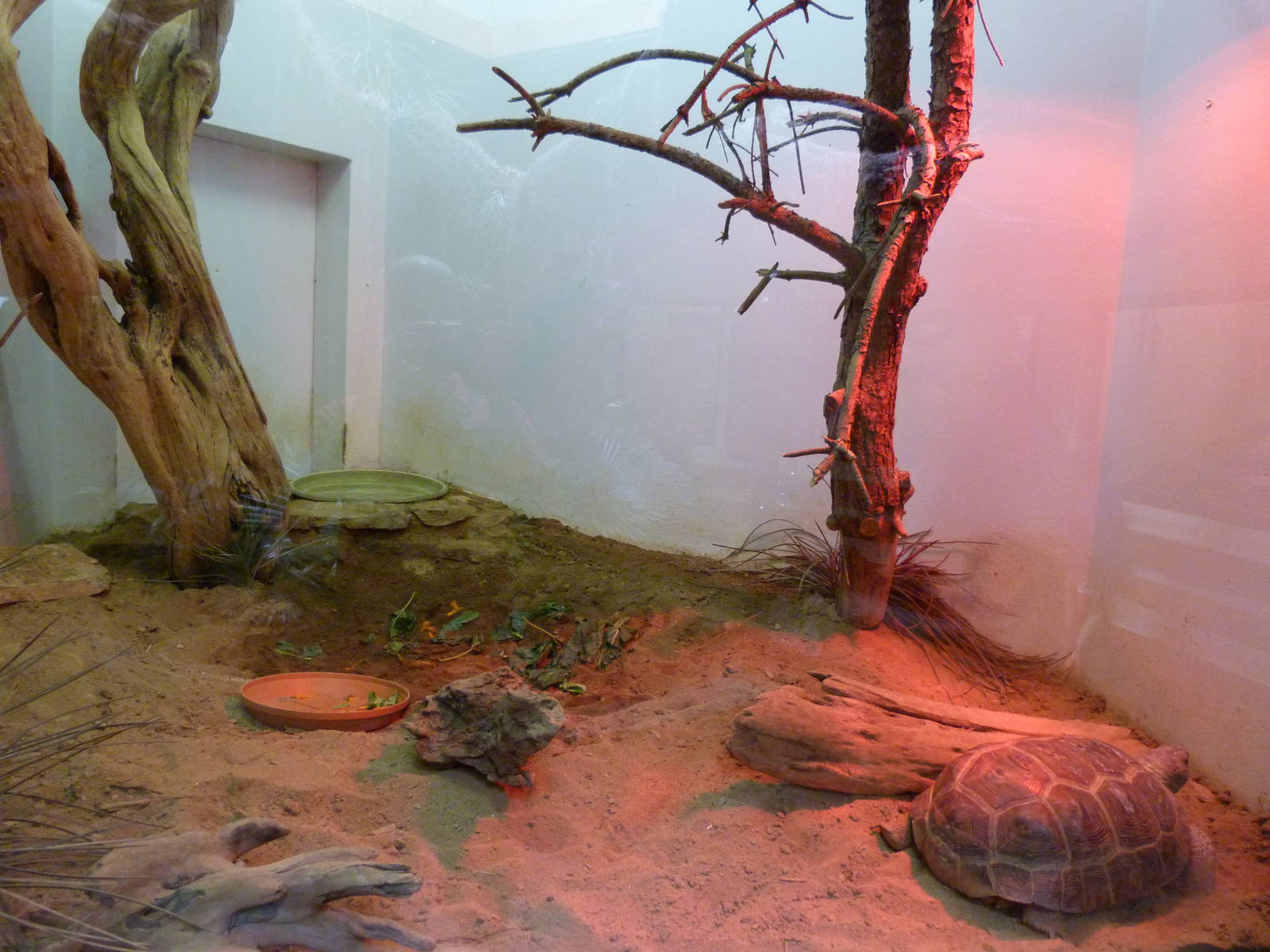 Gopher Tortoise Terrarium