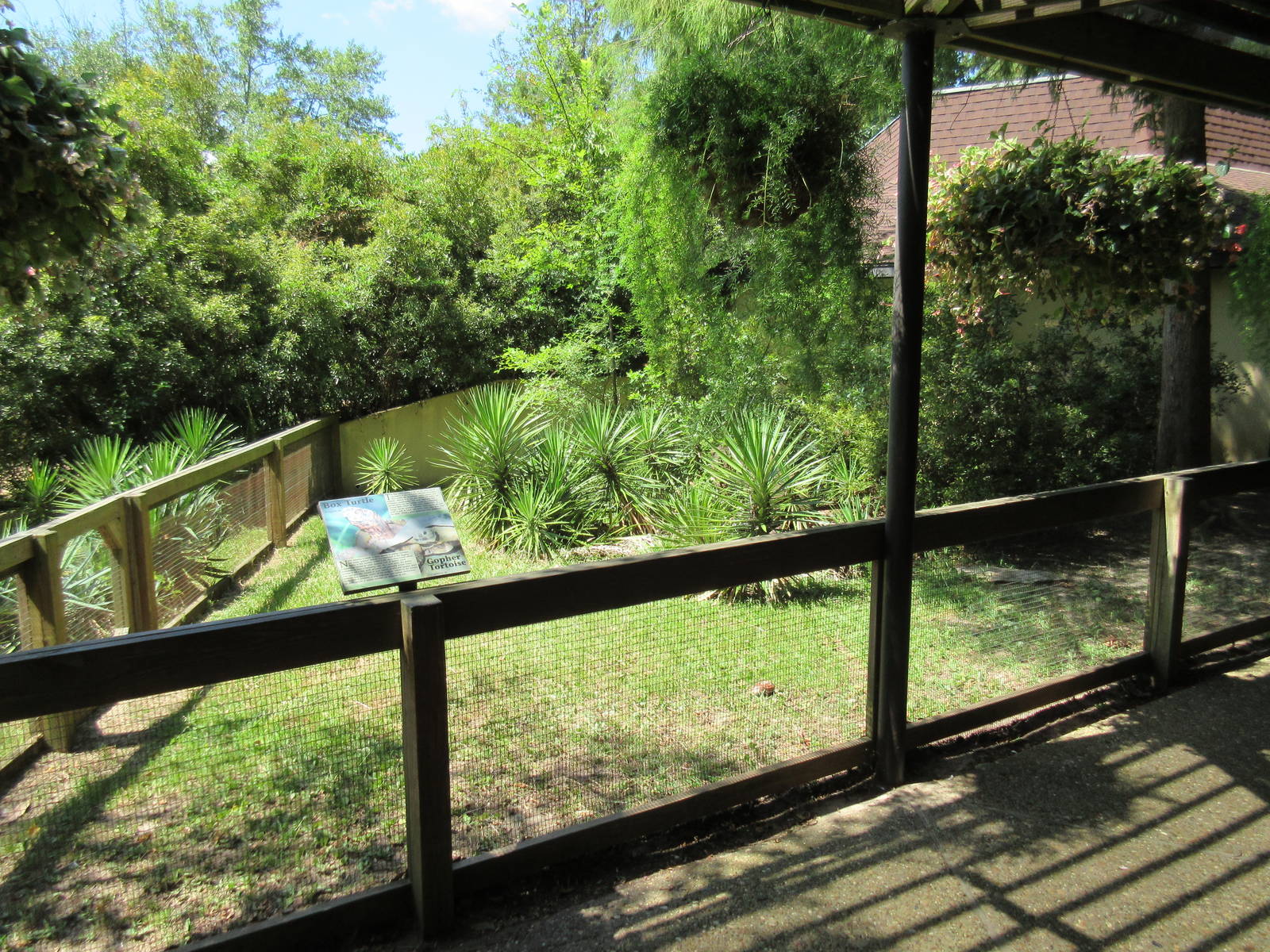 Gopher Tortoise/Three Toed Box Turtle Exhibit