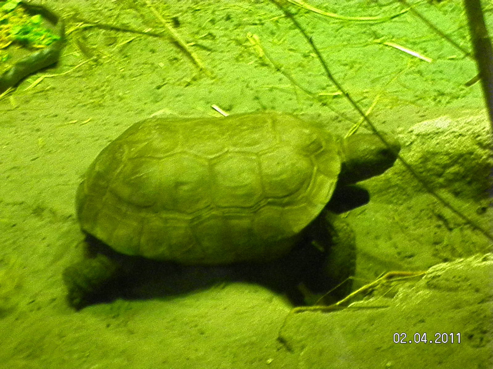 Gopher Tortoise