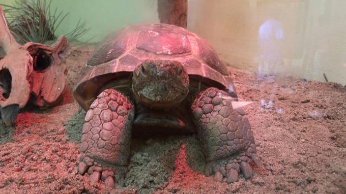 Gopher Tortoise