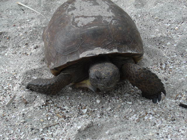 Gopher Tortoise
