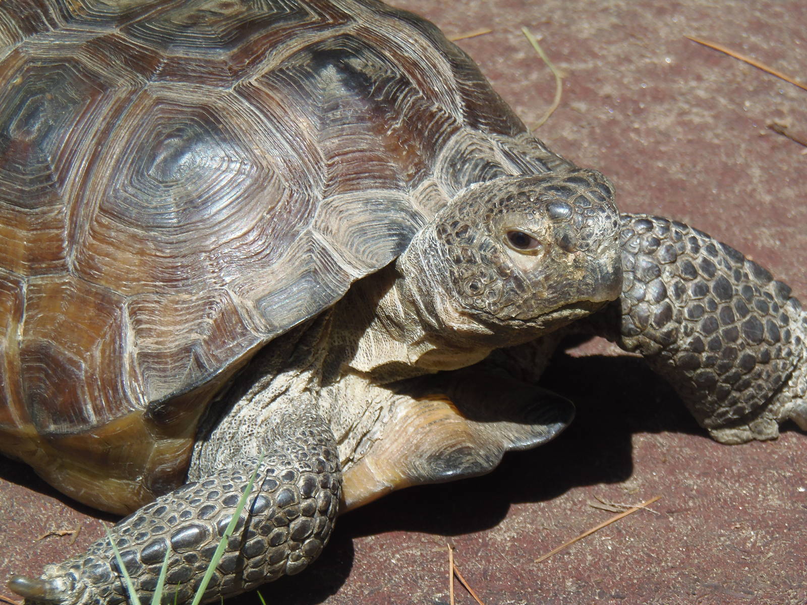 Gopher Tortoise