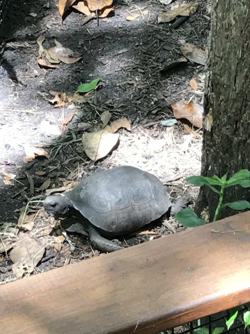 Gopher tortoise