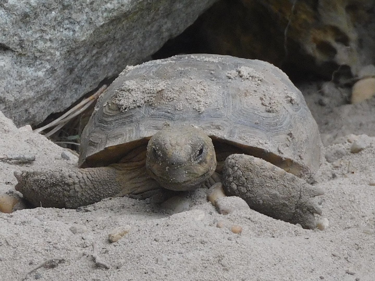 Gopher tortoise
