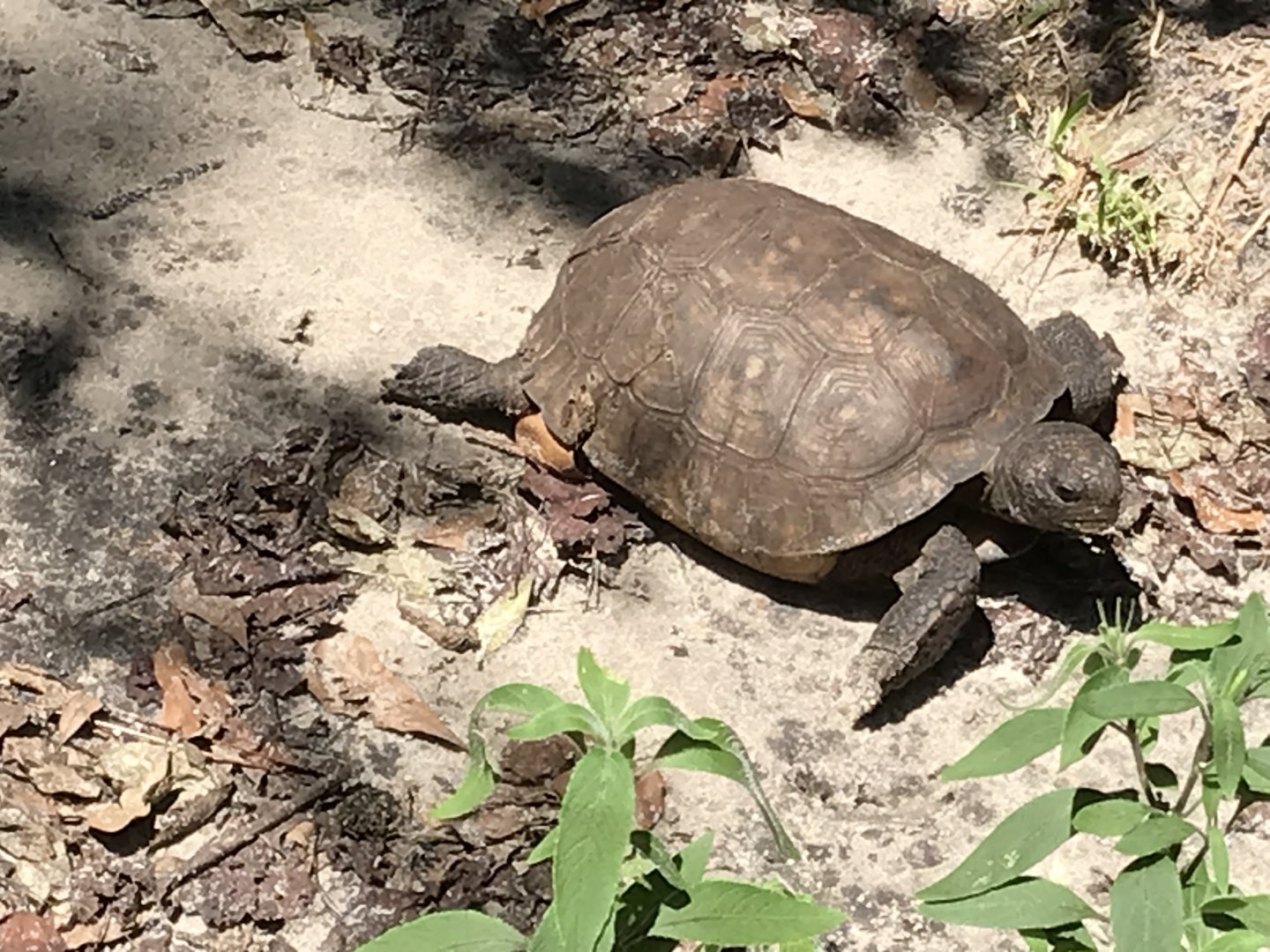 Gopher tortoise