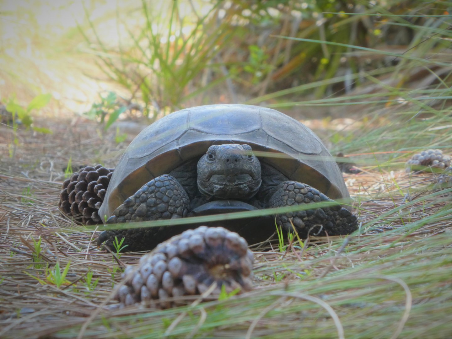 Gopher Tortoise