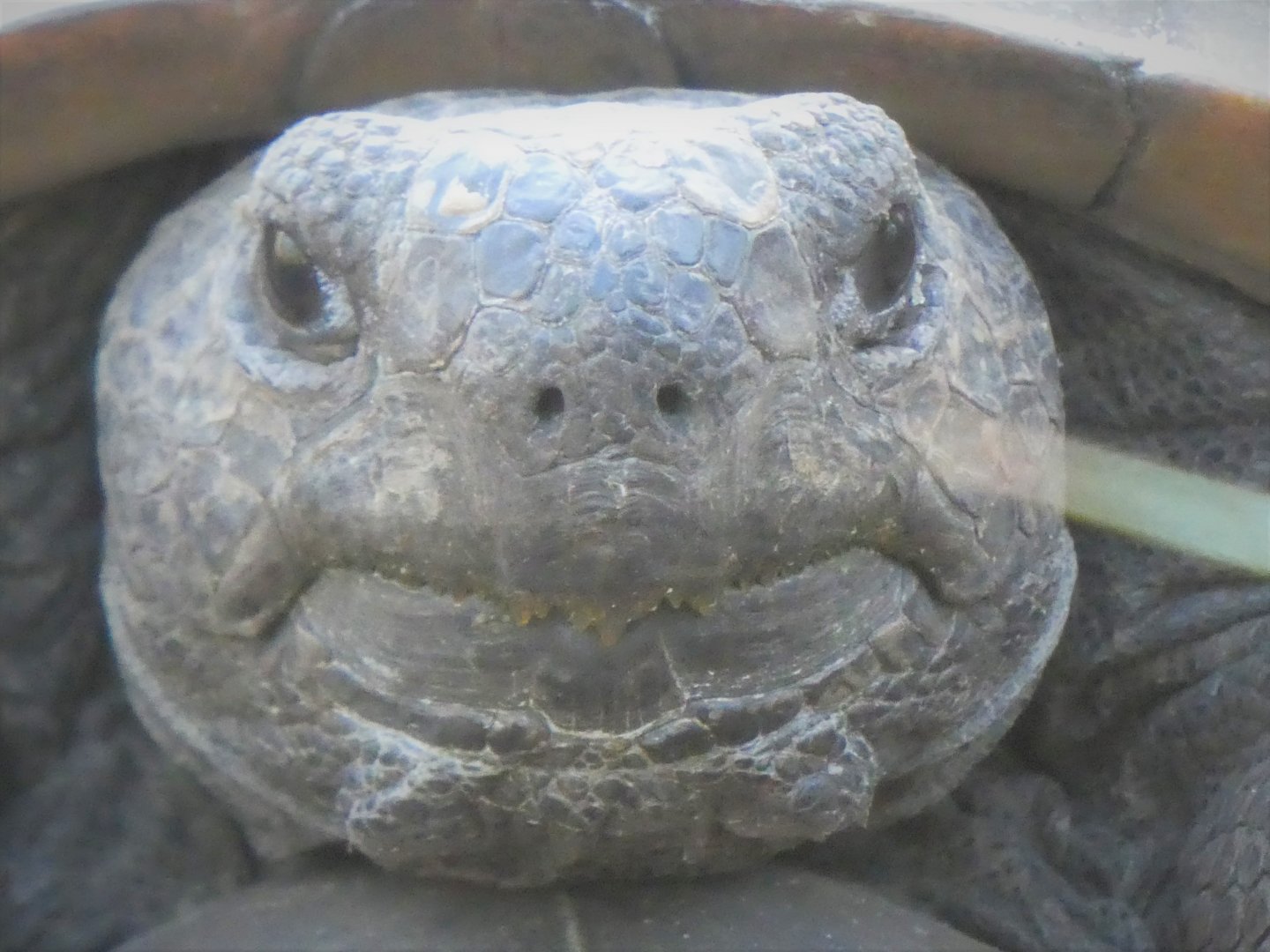Gopher Tortoise