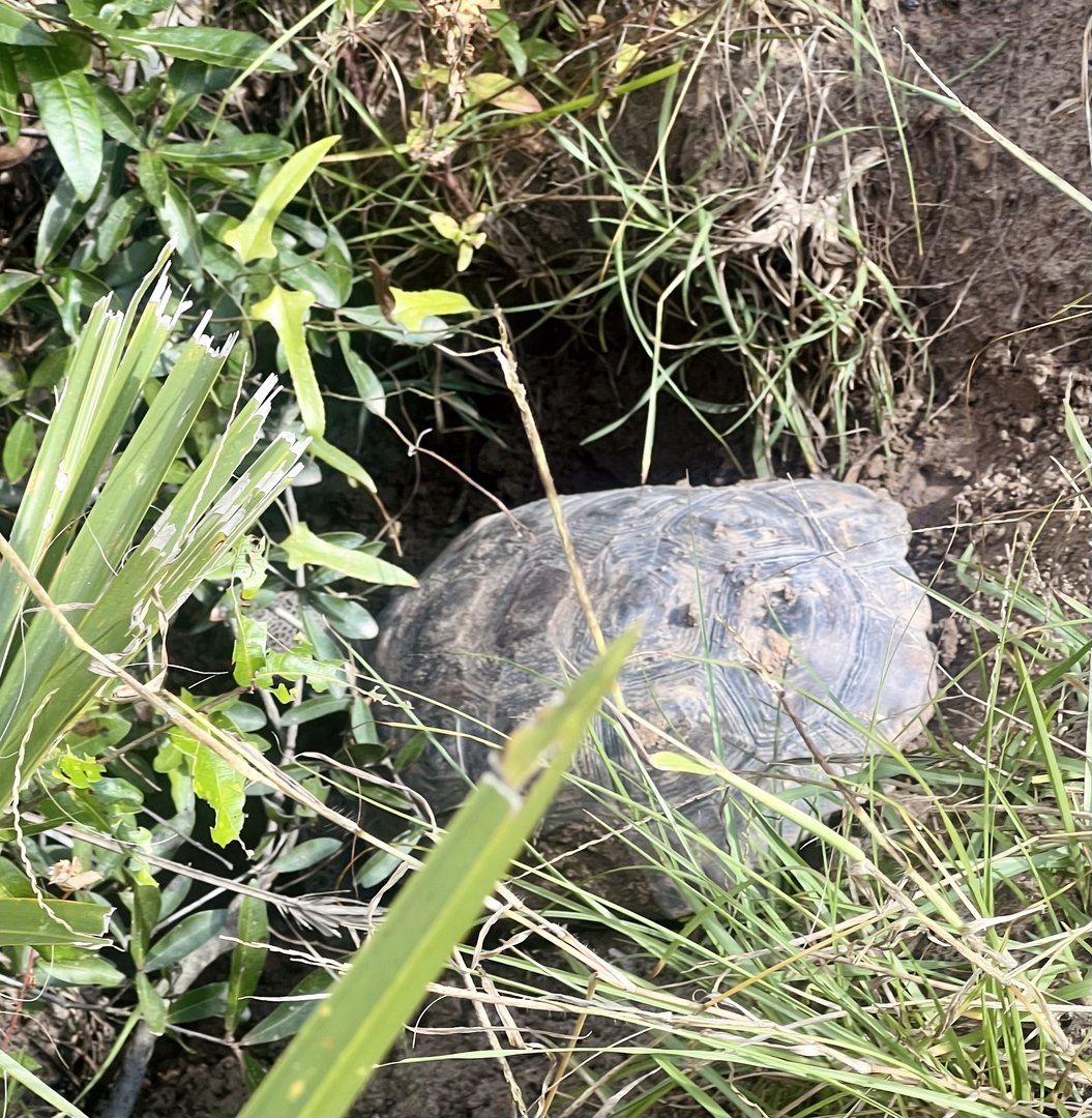 Gopher Tortoise