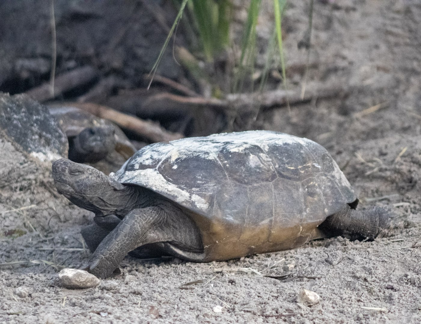 Gopher Tortoise