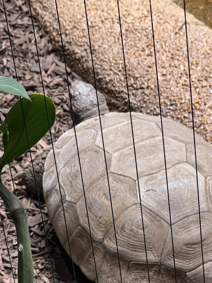 Gopher Tortoise