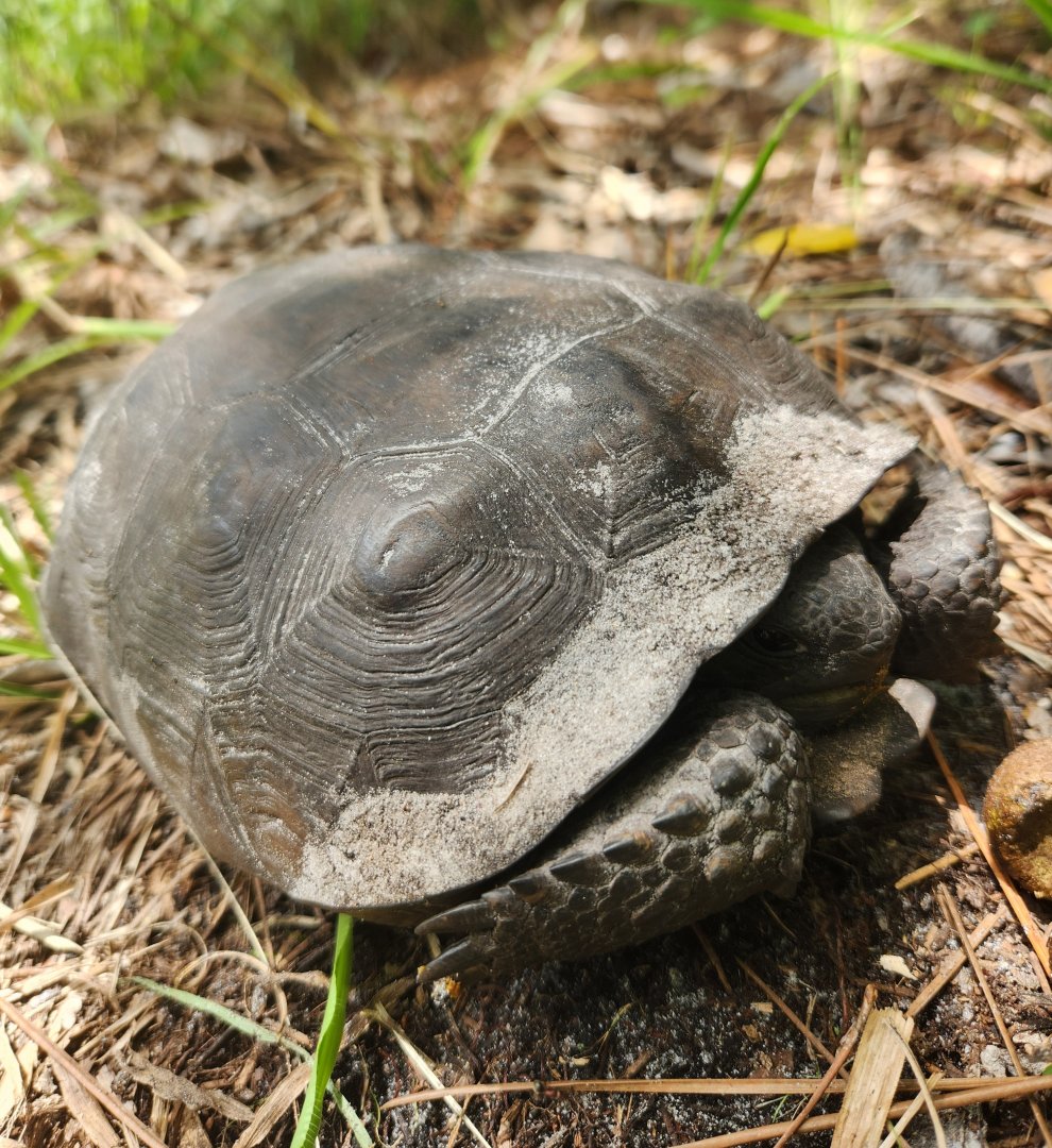 Gopher Tortoise