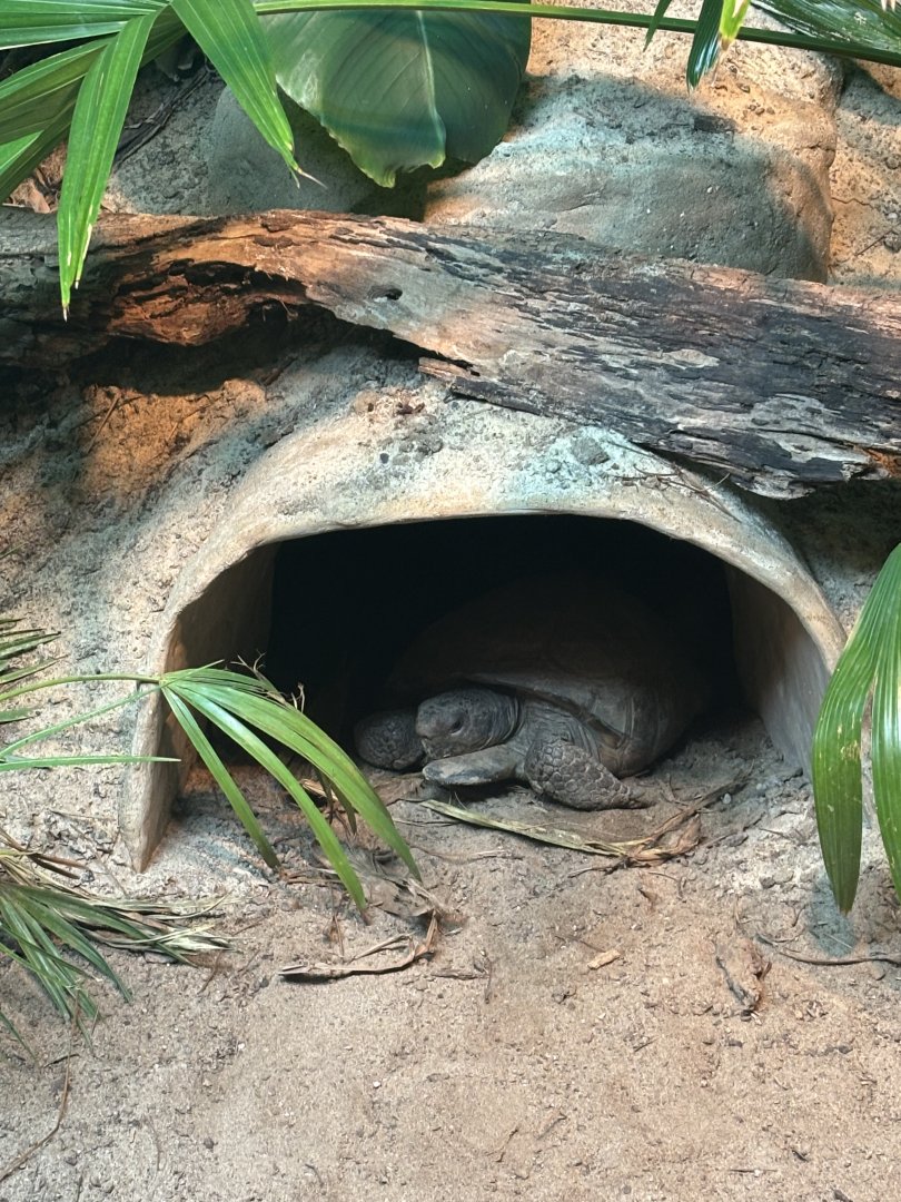 Gopher Tortoise