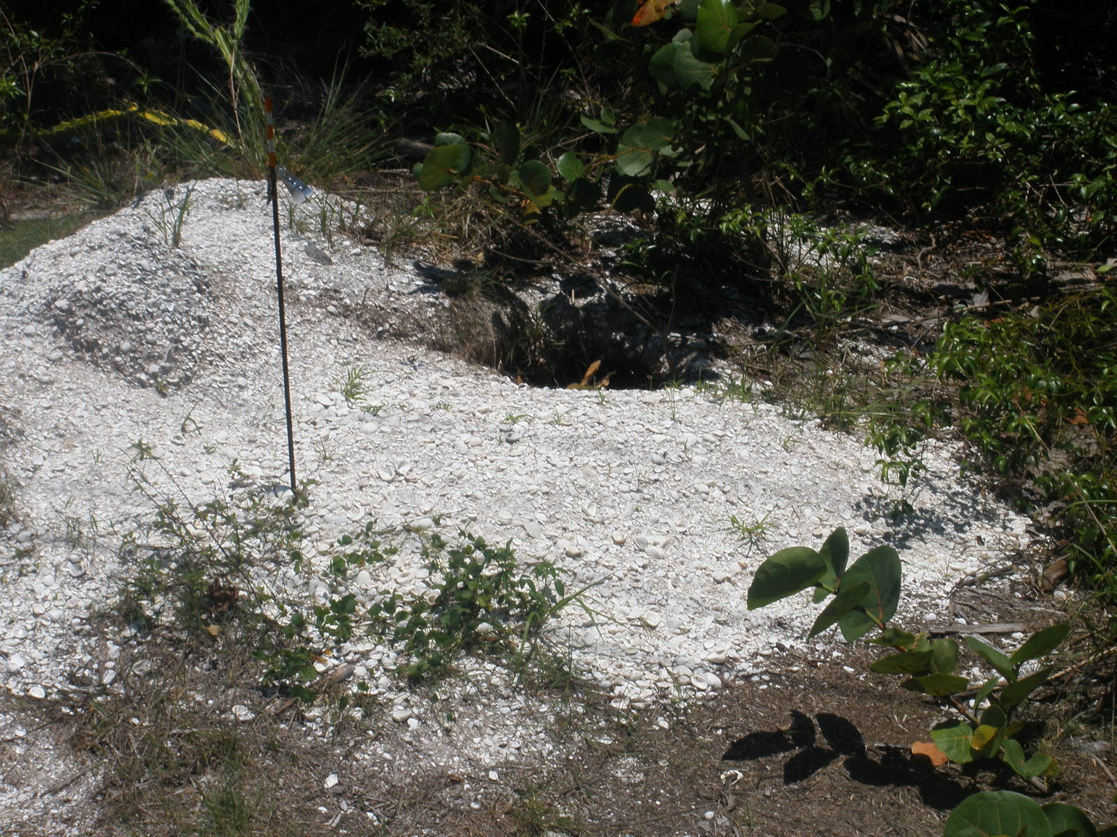 Gopher Turtle Nest, Sanibel Island FL 2012