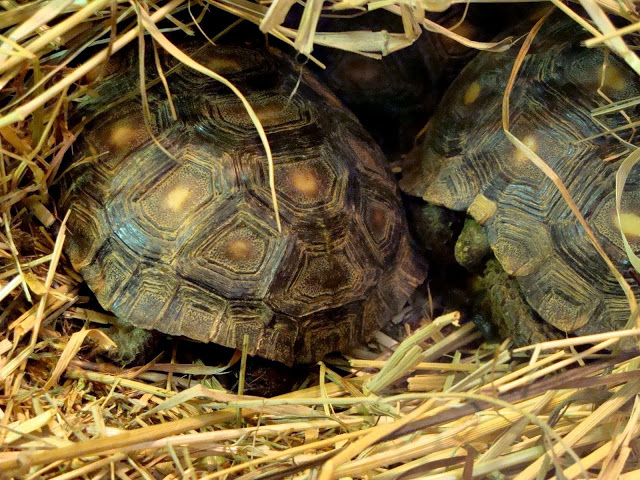 Gopherus berlandieri