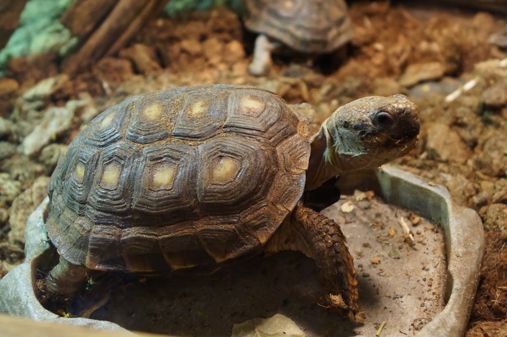 Gopherus berlandieri