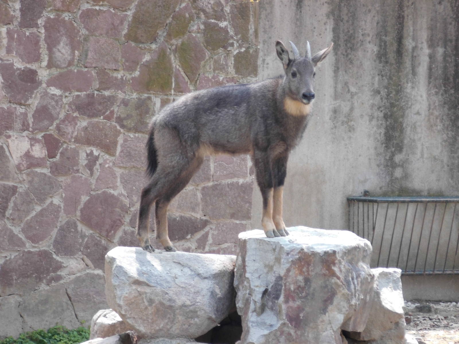 Goral at Shanghai zoo 2014-4-3