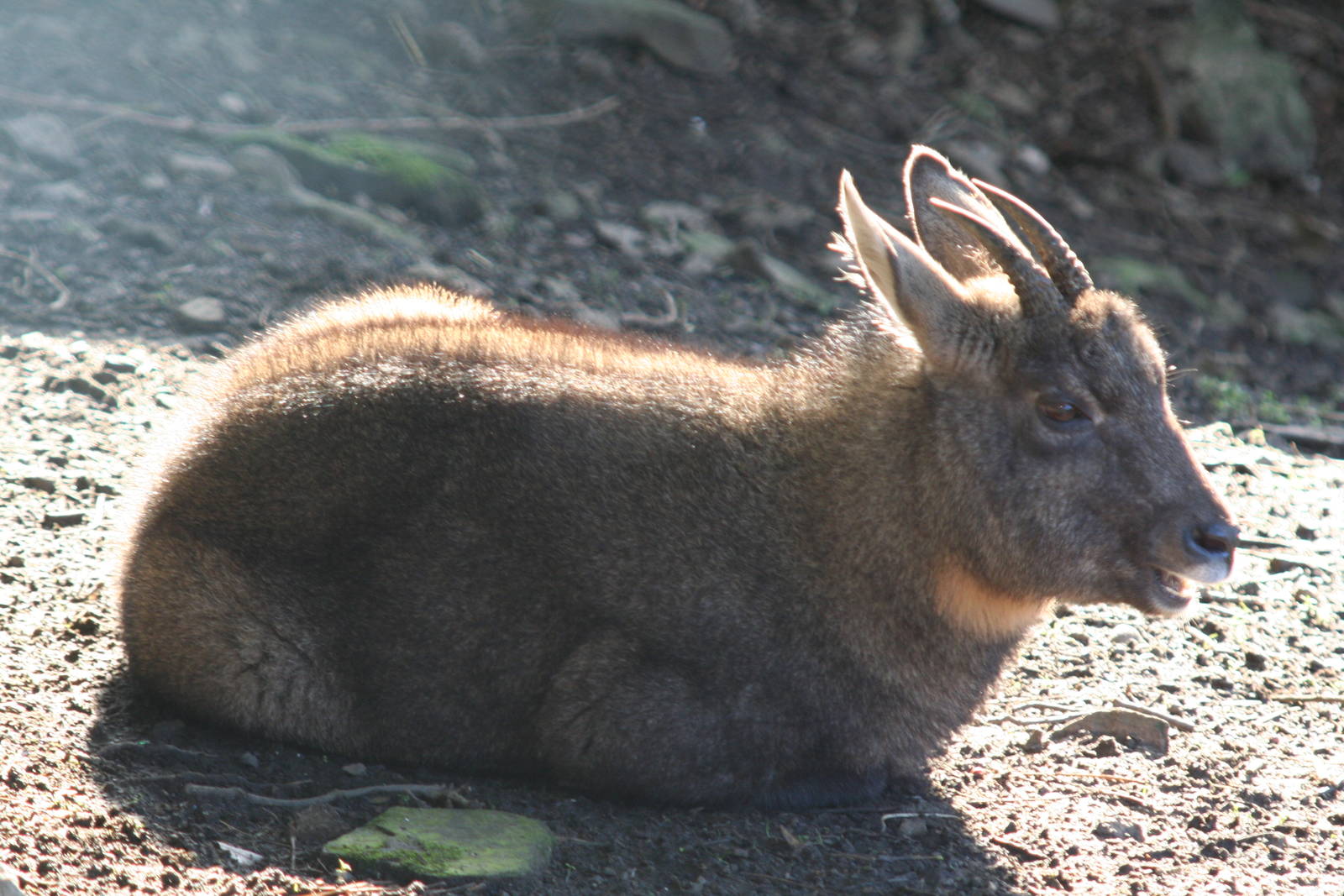 Goral - Edinburgh 07