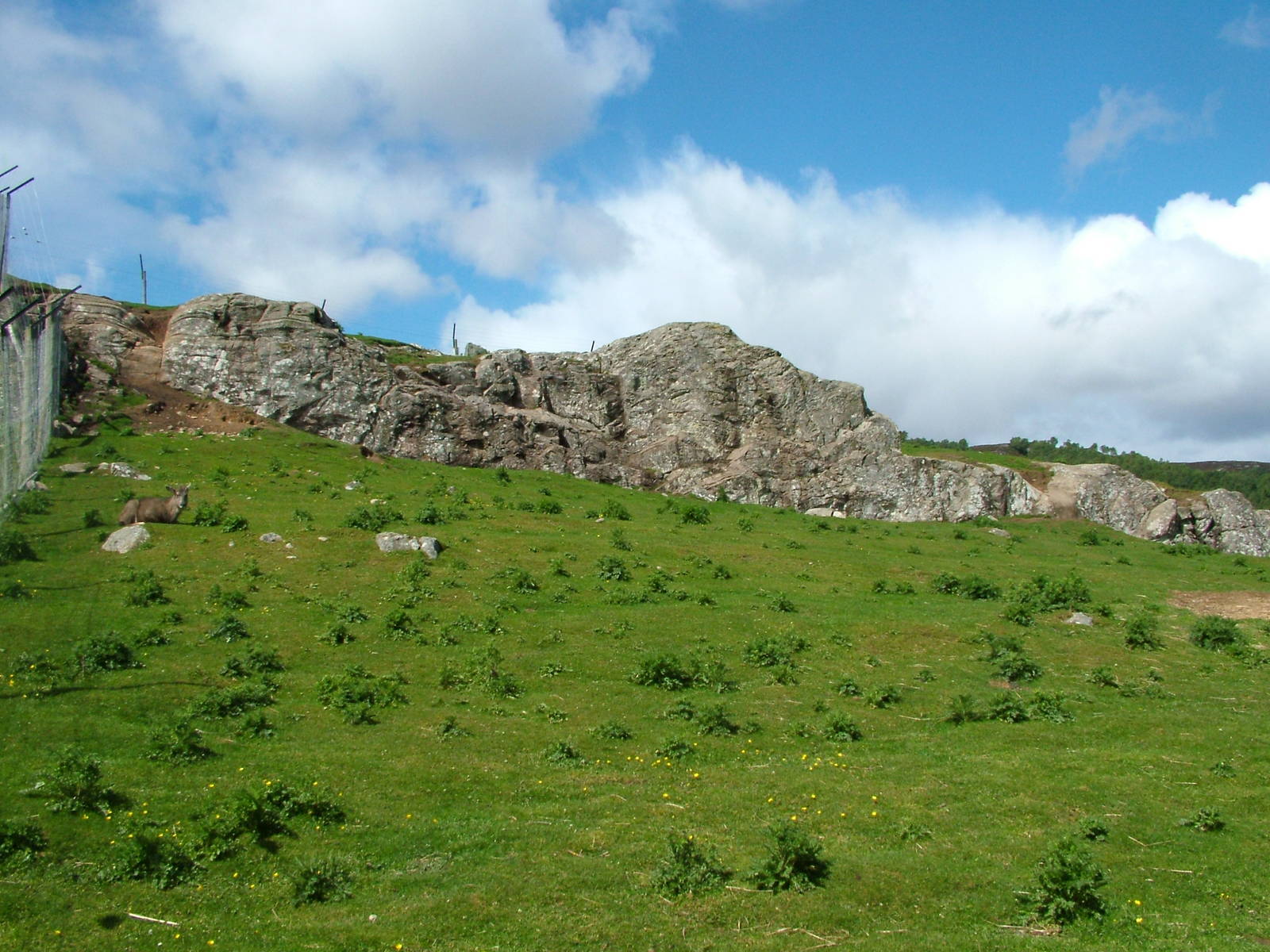 Goral enclosure at Highland Wildlife Park 2008