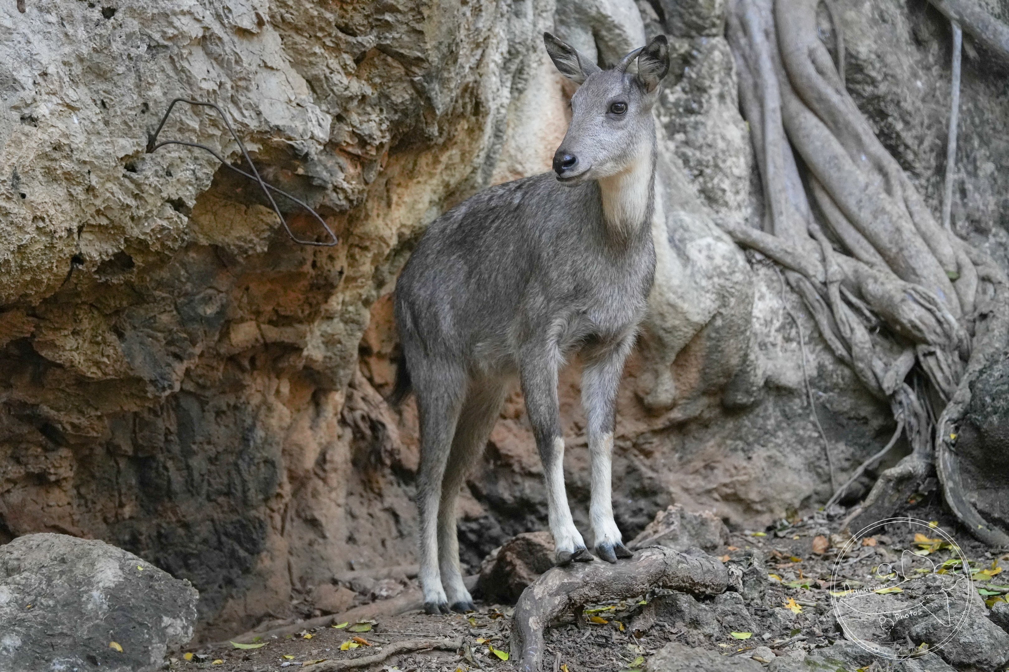 Goral (Naemorhedus sp.)