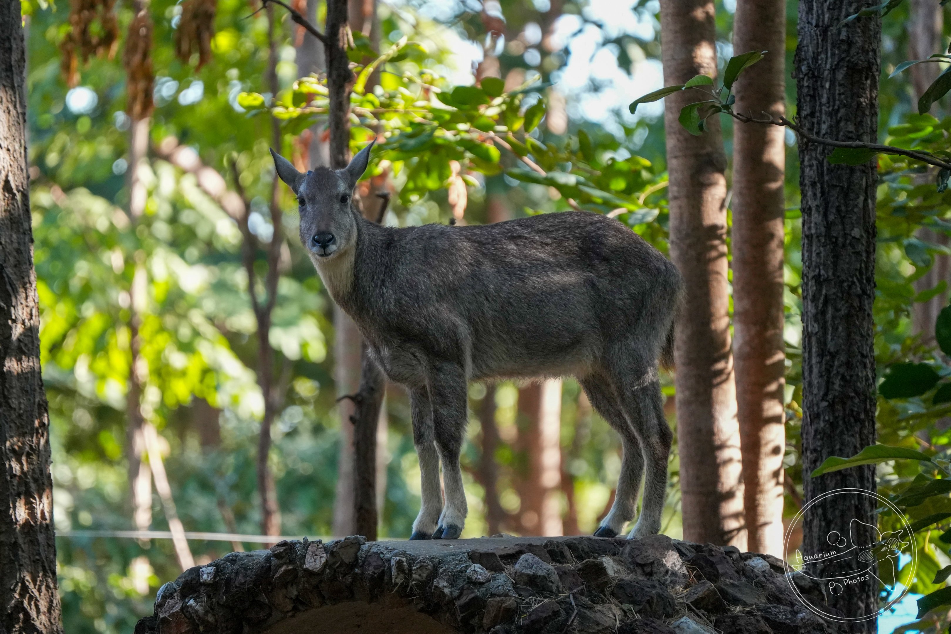 Goral (Naemorhedus sp.)