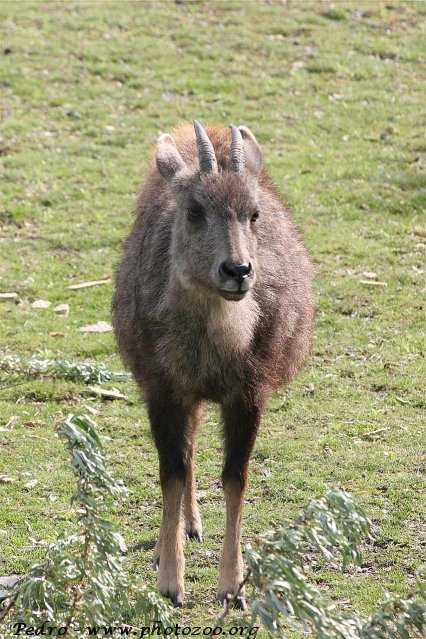 Goral (Naemorrhedus caudatus arnouxianus)