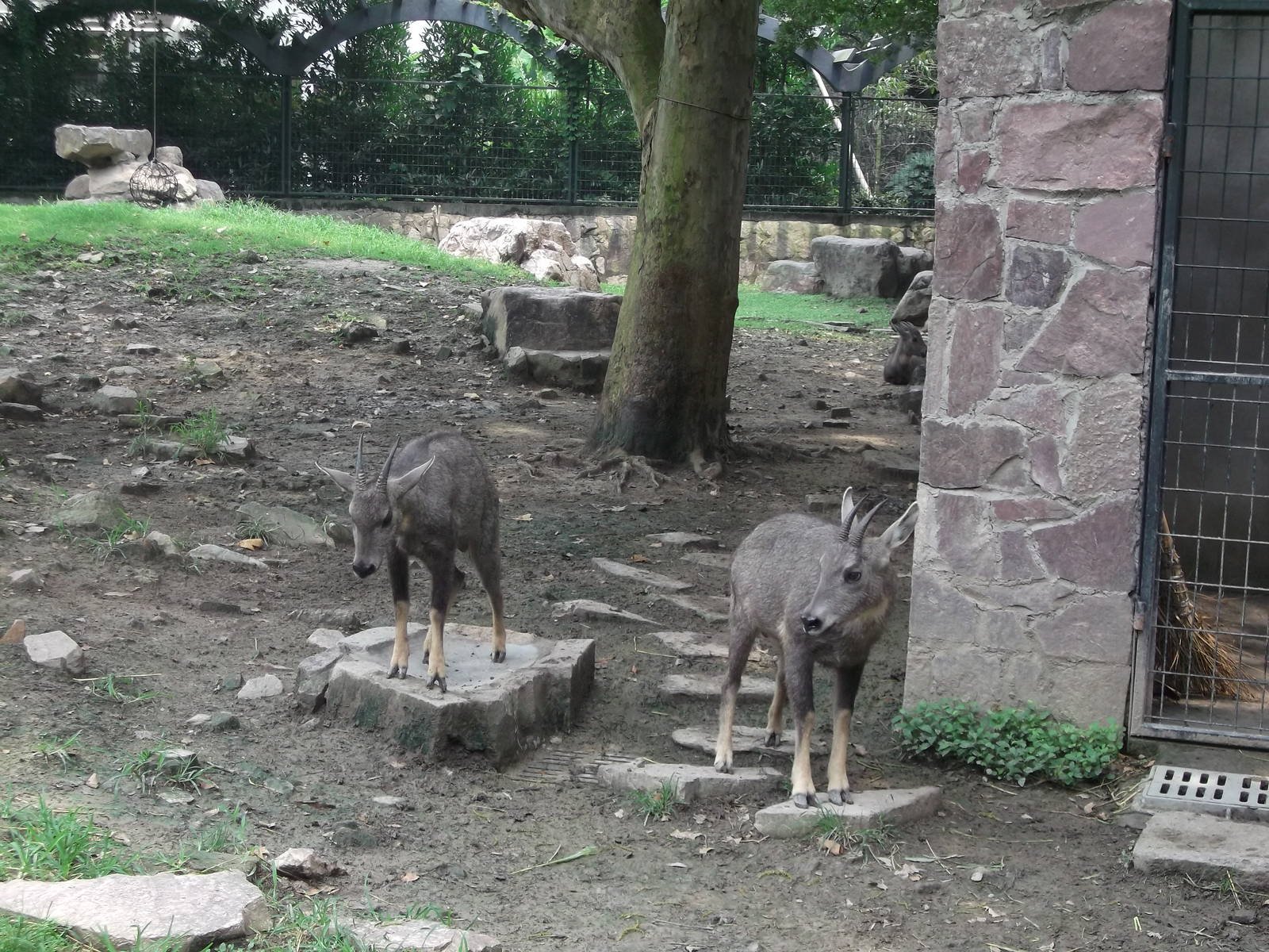 Goral pair