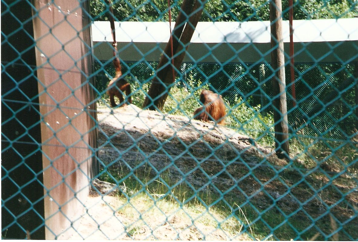 Gordon and Amy the orangs at Monkey World, 15 July 2001