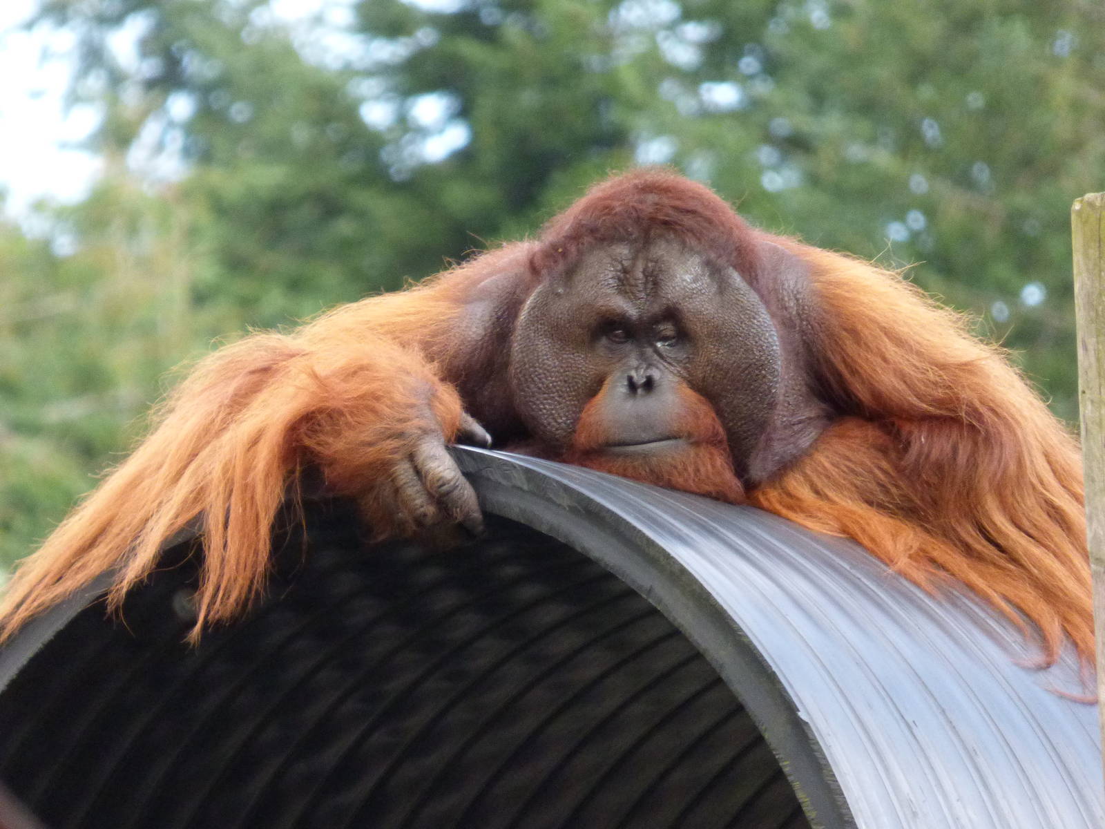 Gordon, Bornean Orangutan