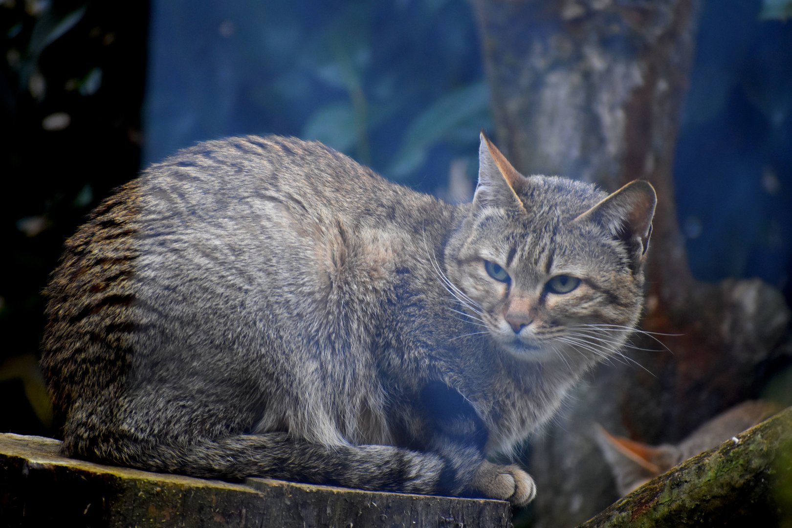 Gordon Wild Cat - Felis silvestris gordoni