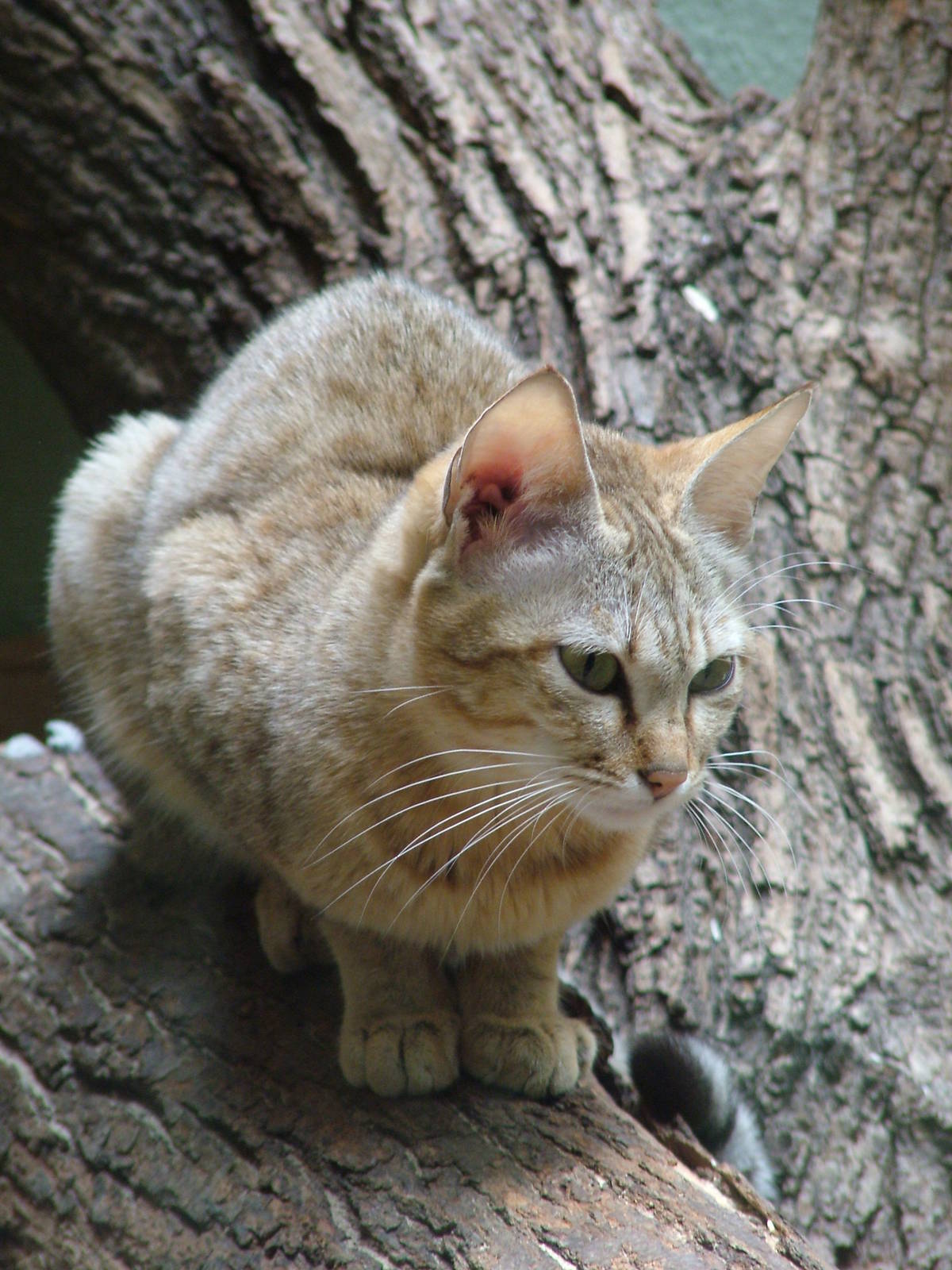 Gordon's Cat at Jihlava, 31/05/10